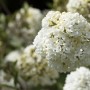 Nahaufnahme des Viburnum Eskimo Schneeball mit weißen Blütenbällen.