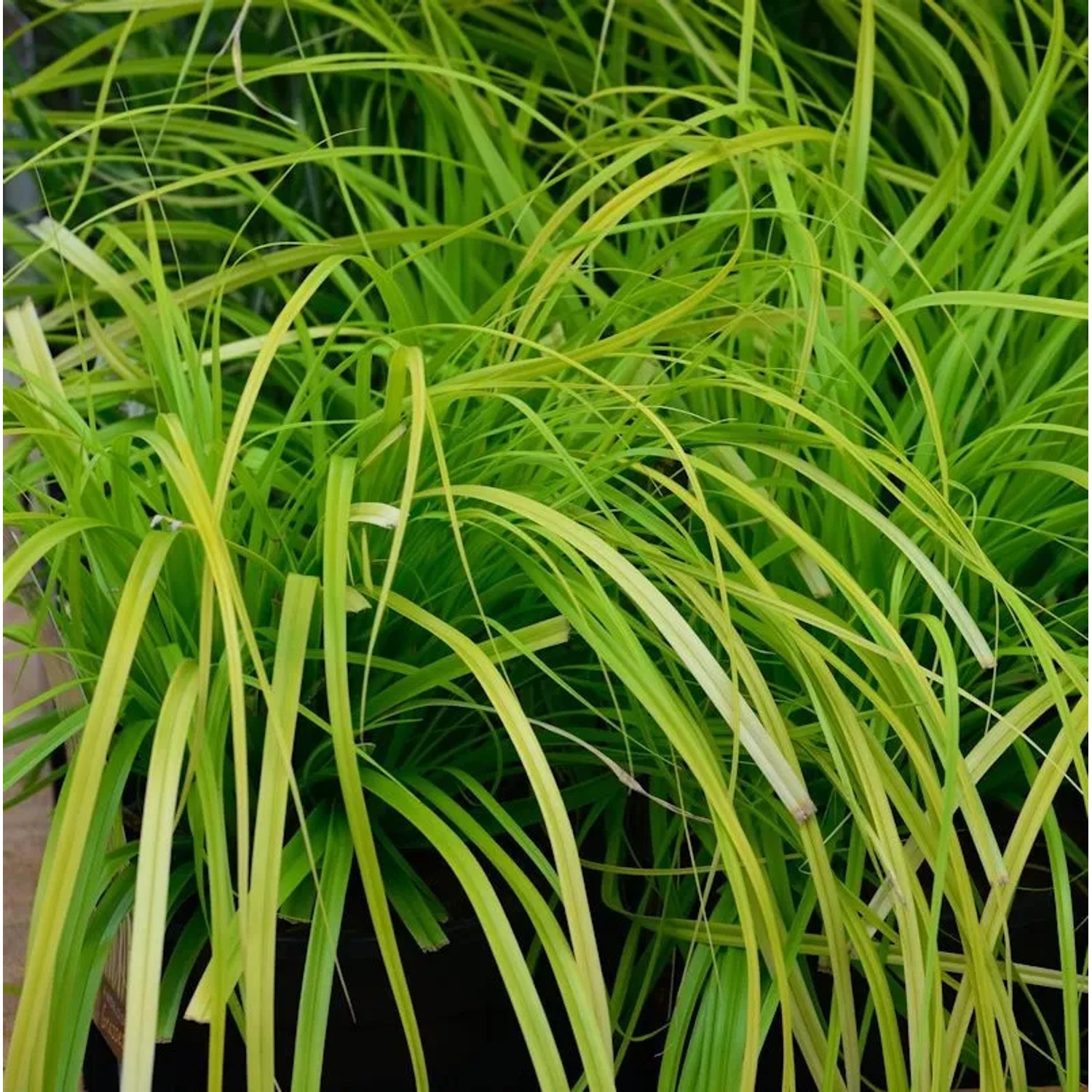 Oshima Segge Everlime - Carex oshimensis