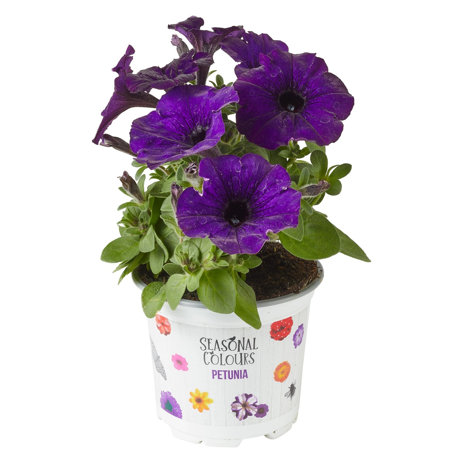 Petunie Farbmix im Topf, violette Blüten. Hängepflanze für Balkon und Terrasse.