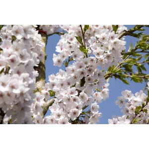 Nahaufnahme der weiß-rosa blühenden Yoshino-Kirsche (Prunus Yedoensis) vor blauem Himmel.