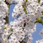 Nahaufnahme der weiß-rosa blühenden Yoshino-Kirsche (Prunus Yedoensis) vor blauem Himmel.