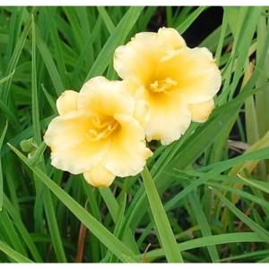 Gelbe Taglilie 'Mini Stella' (Hemerocallis) im Detail, eine Staude für Beet und Garten.