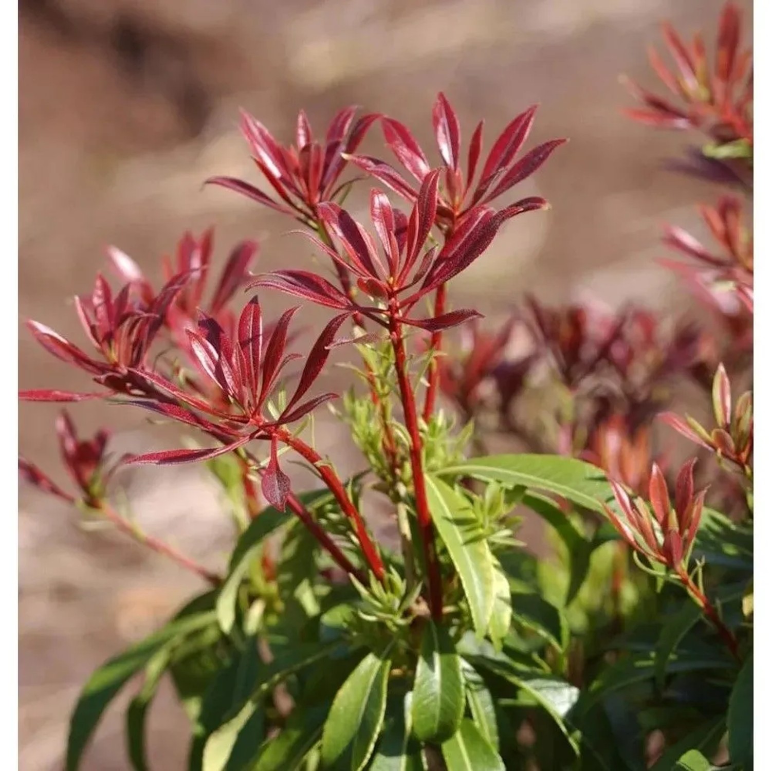 Schattenglöckchen Lavendelheide Red Mill 15-20cm - Pieris japonica günstig online kaufen