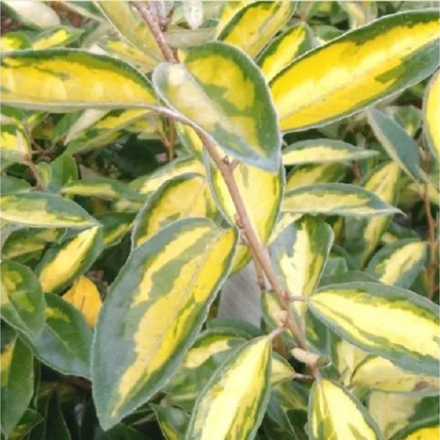 Ölweide 'Limelight' Elaeagnus ebbingei 60 bis 80 cm im Container Panaschiertes Laub