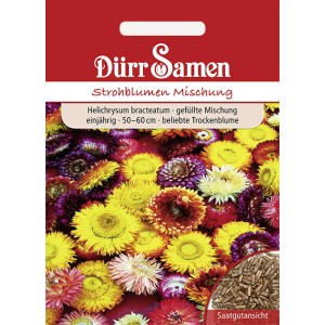 Dürr Samen Strohblume, gefüllte Mischung für Trockenblumen in verschiedenen Farben.