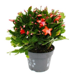 XXL Weihnachtskaktus Schlumbergera mit roten Blüten im 17cm Topf, ca. 30cm hoch.
