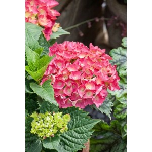 Nahaufnahme der roten Bauernhortensie 'Red Baron' mit grünen Blättern. Blühende Zimmerpflanze.