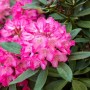 Rosa Rhododendron Williamsianum Lissabon mit üppigen Blüten und grünen Blättern.