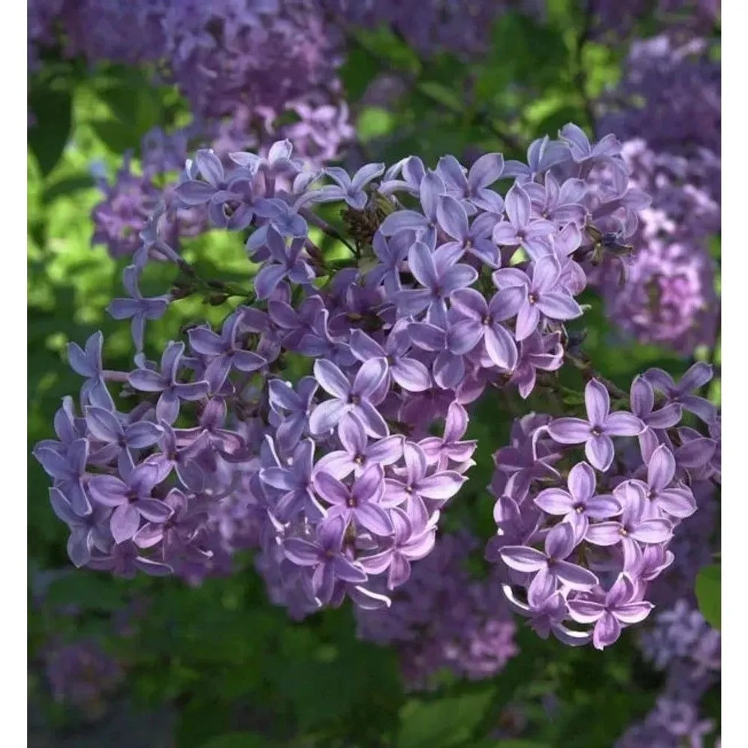 Königsflieder Heckenflieder 30-40cm - Syringa chinensis