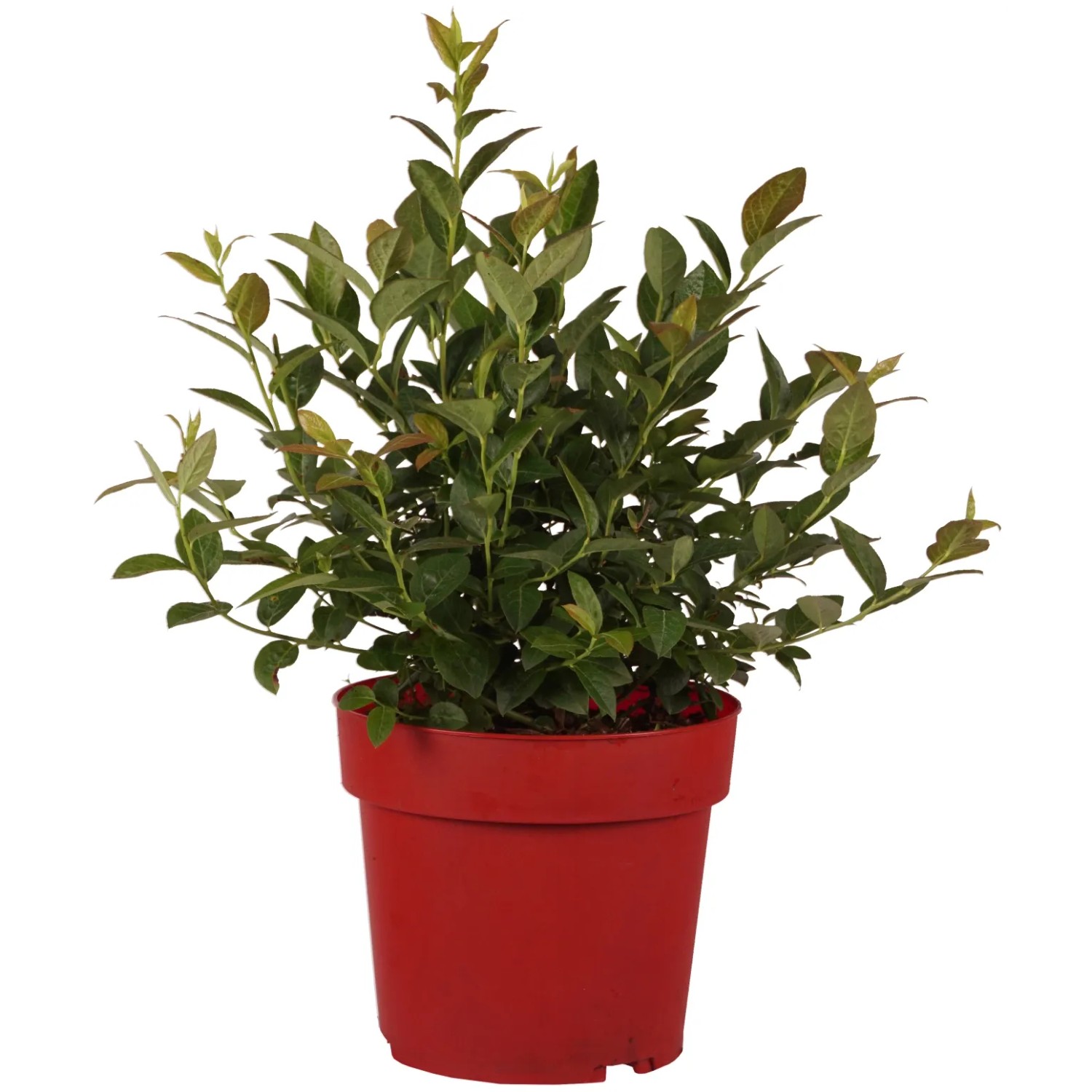 Heidelbeere "Brigitta" Höhe ca. 30 cm Topf ca. 3,4 l Vaccinium corymb.