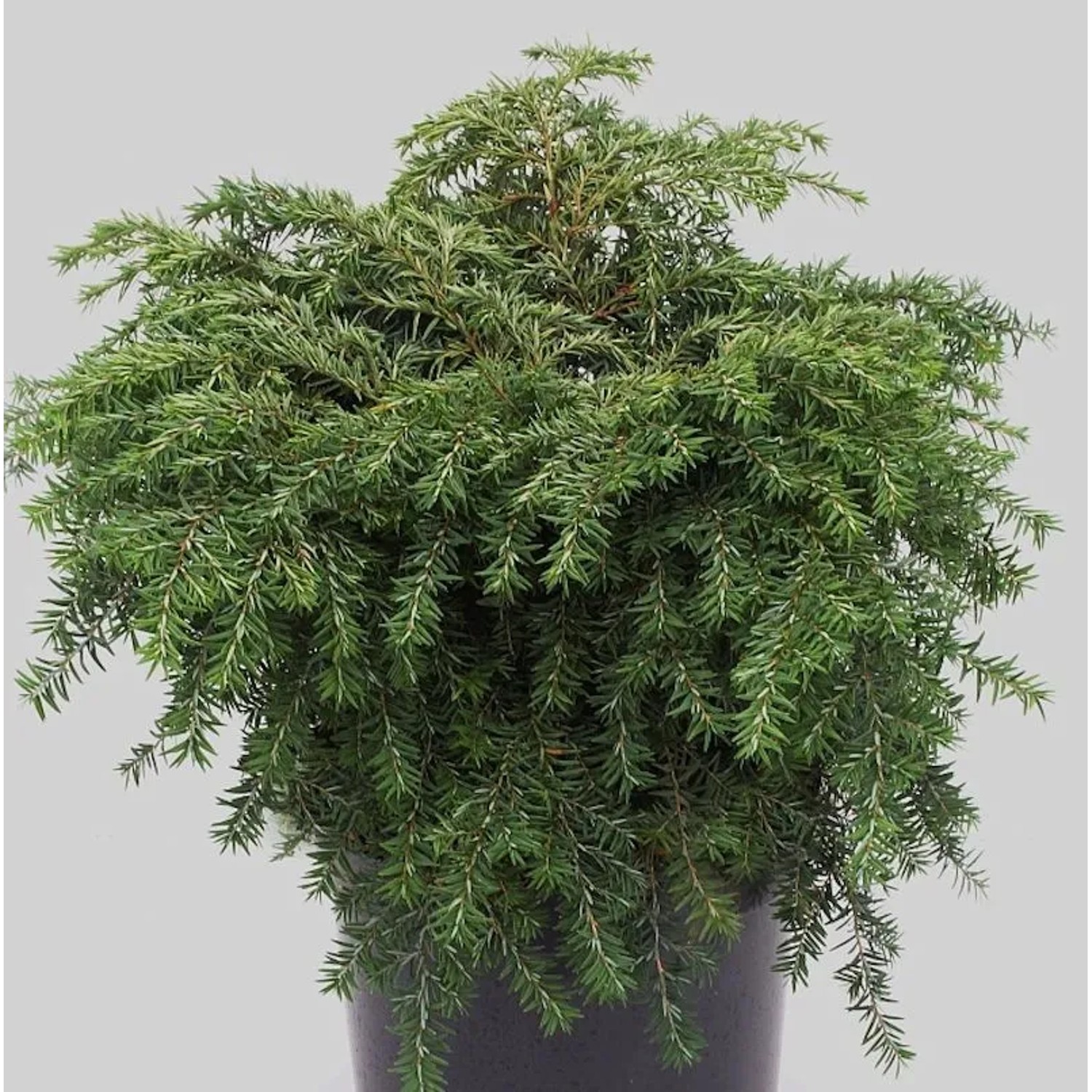 Kissen-Hemlock Jeddeloh 20-25cm - Tsuga canadensis