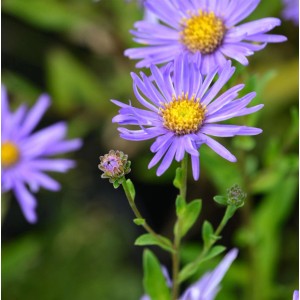Nahaufnahme der lila Sommeraster Breslau (Aster alpinus) mit gelber Mitte und grünen Blättern.