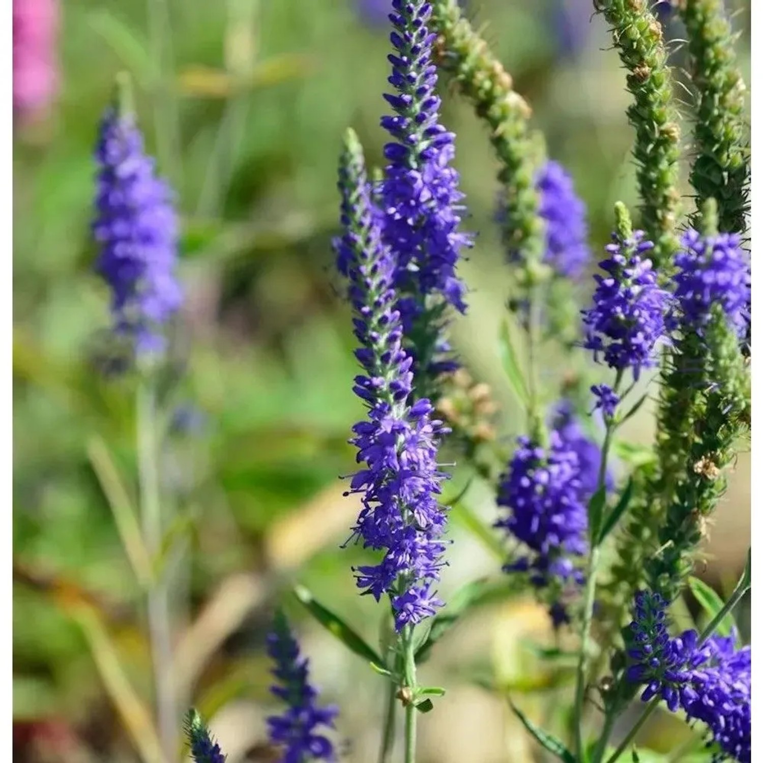 Polsterveronika Ulster Blue Dwarf - Veronica spicata