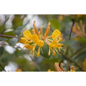 Orange-gelbes Geißblatt (Lonicera Tellmanniana) mit grünen Blättern, Nahaufnahme.