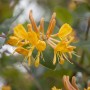Orange-gelbes Geißblatt (Lonicera Tellmanniana) mit grünen Blättern, Nahaufnahme.