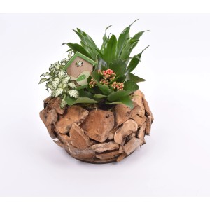 Zimmerpflanzen-Arrangement im Holzkranz mit Kalanchoe, Drachenbaum und Fittonie, Topf ca. 25cm.
