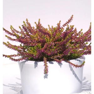 10x Knospenheide Gardengirls Bonita (Calluna vulgaris) im weißen Topf.