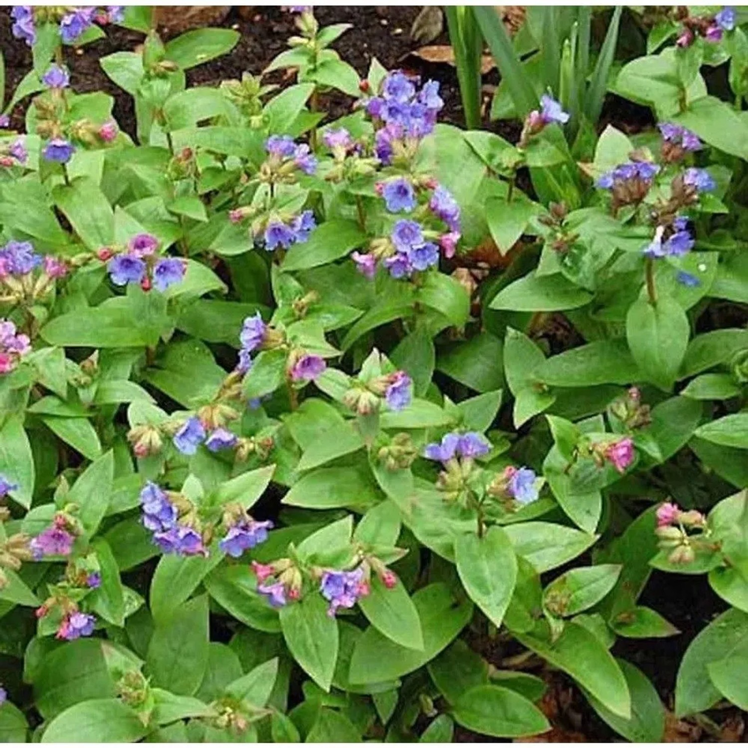 Schmalblättriges Lungenkraut Azurea - Pulmonaria angustifolia
