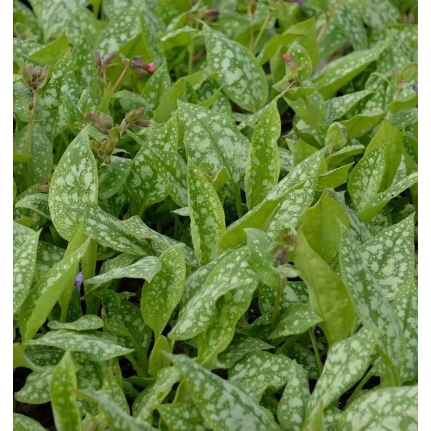 Lungenkraut Trevi Fountain - Pulmonaria saccharata