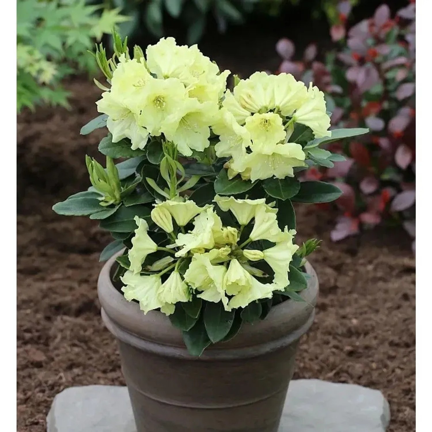 INKARHO - Großblumige Rhododendron Simson 30-40cm - Alpenrose