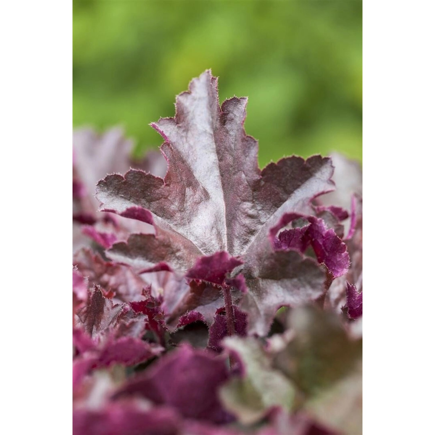 Heuchera Micrantha Chocolate Ruffles Purpurglöckchen Ca. 11x11 cm Topf günstig online kaufen