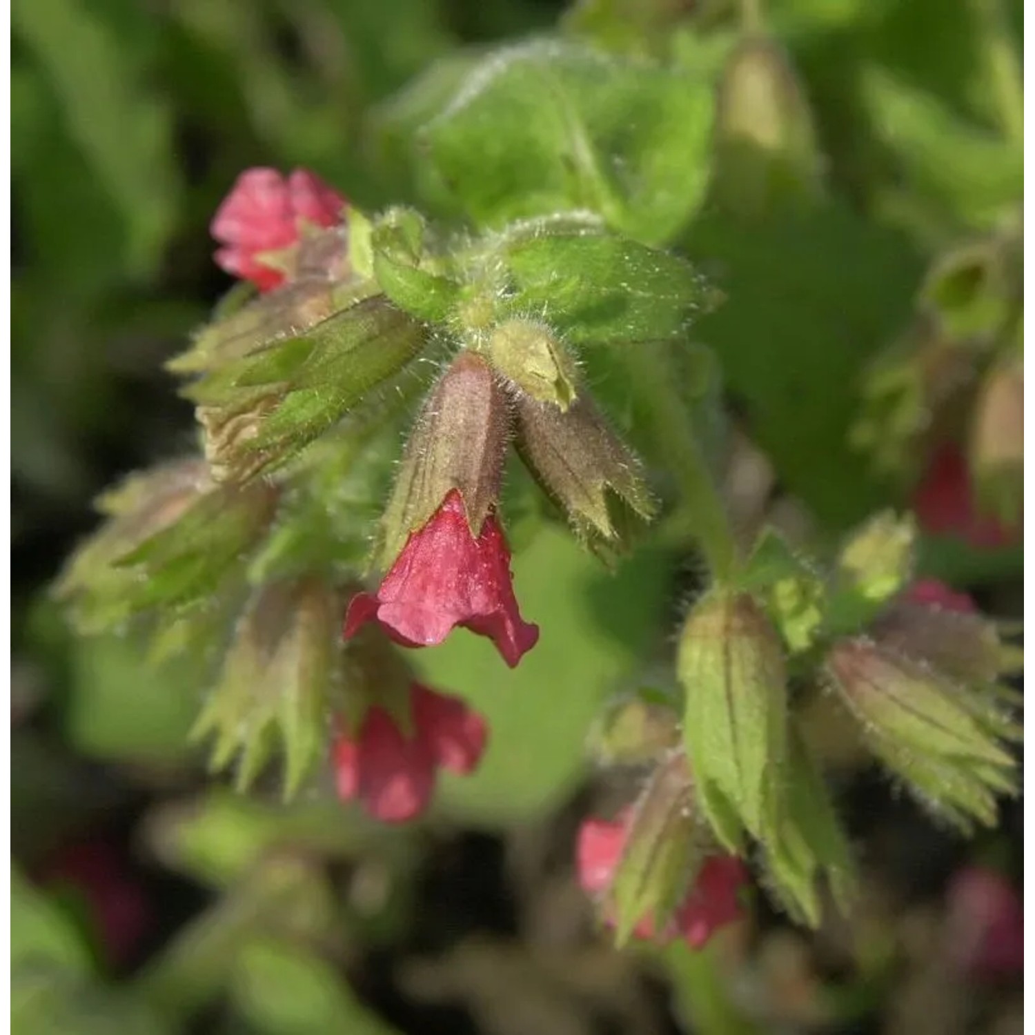Lungenkraut Redstart - Pulmonaria rubra