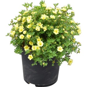 Fünffingerstrauch 'Lemon Meringue' im Topf, ca. 30-40 cm hoch, mit gelben Blüten.