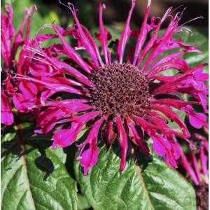 Nahaufnahme einer pinkfarbenen Indianernessel (Monarda fistulosa) im Garten.