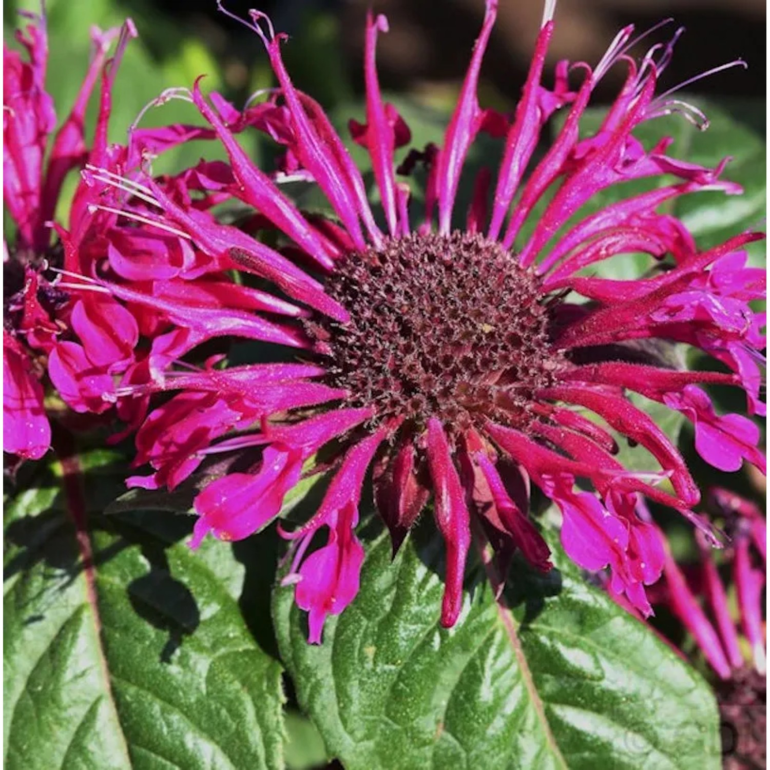 Indianernessel Croftway Pink - Monarda fistulosa