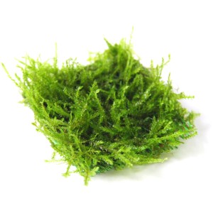 Portion Dennerle Aquariumpflanze Taxiphyllum Barbieri, grünes Moos für Aquarium.