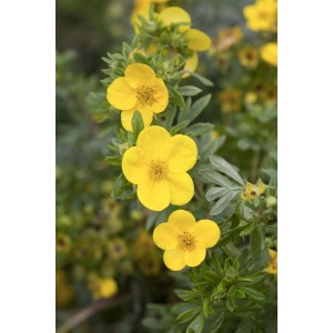 Nahaufnahme: Gelber Fingerstrauch 'Kobold' (Potentilla fruticosa) mit grünen Blättern.