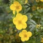 Nahaufnahme: Gelber Fingerstrauch 'Kobold' (Potentilla fruticosa) mit grünen Blättern.