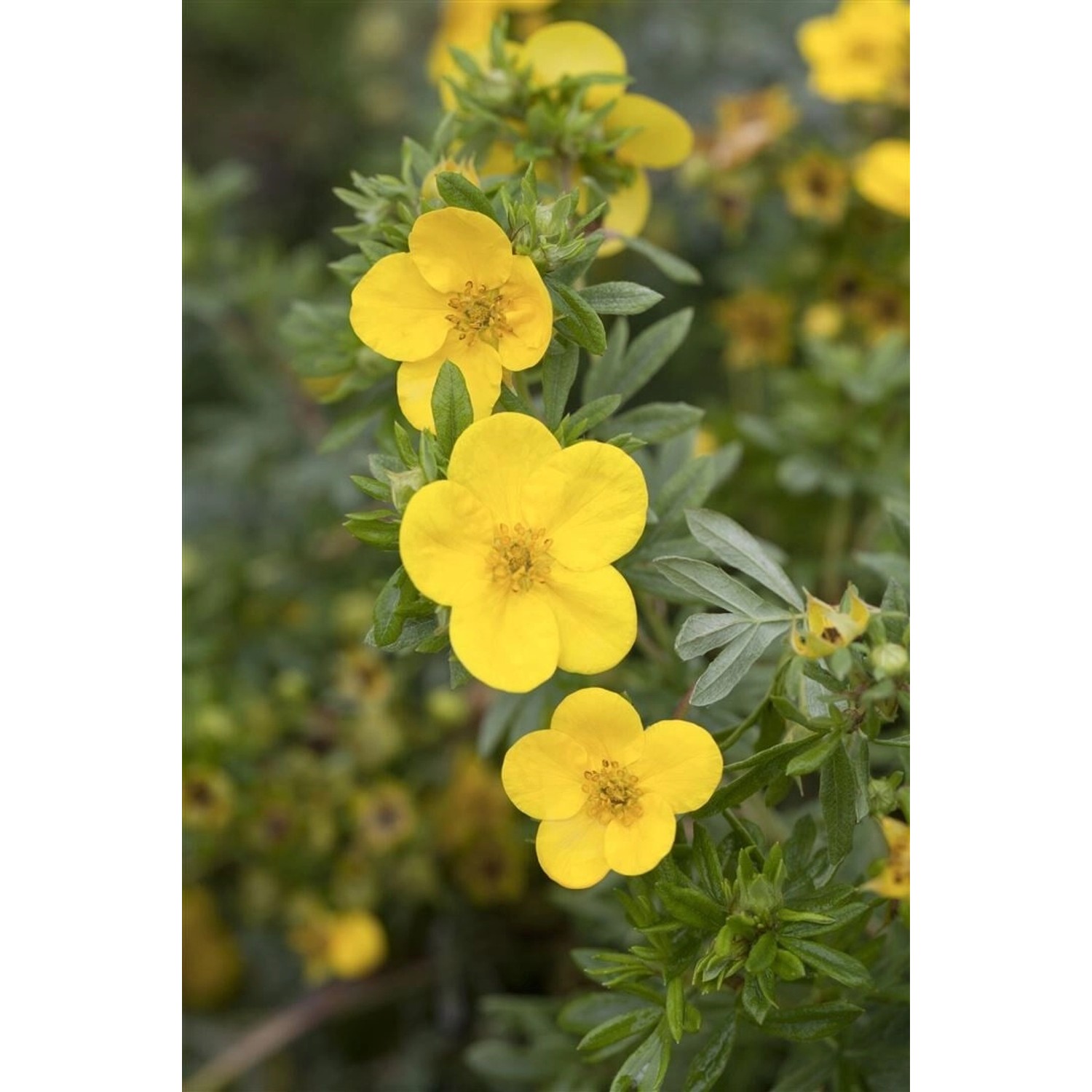 Potentilla Fruticosa Kobold Fingerstrauch Gelb 25–30 cm günstig online kaufen