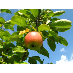 Apfel Cox Orange am Baum, ca. 100-120 cm hoch, mit reifen, rot-gelben Früchten.