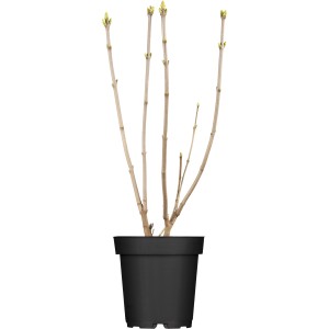 Junger OBI Edelflieder "Mme Lemoine" im Topf, noch ohne Blüten.