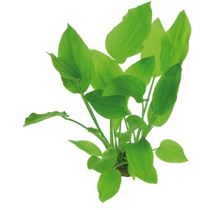 Dennerle Echinodorus Argentinensis Aquariumpflanze im Topf mit grünen Blättern.