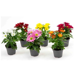 Verschiedenfarbige Chrysanthemen im Topf (Ø 6 cm). Farbenauswahl zufällig.