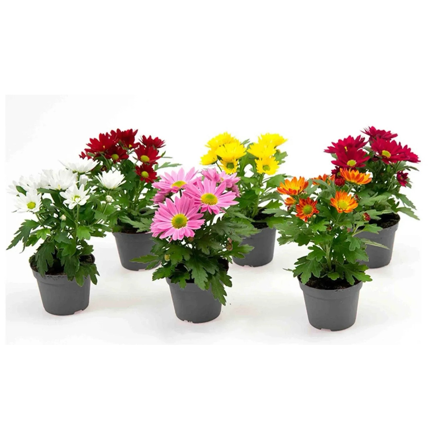 Chrysantheme Farbenauswahl Topf-Ø ca. 6 cm Chrysanthemum