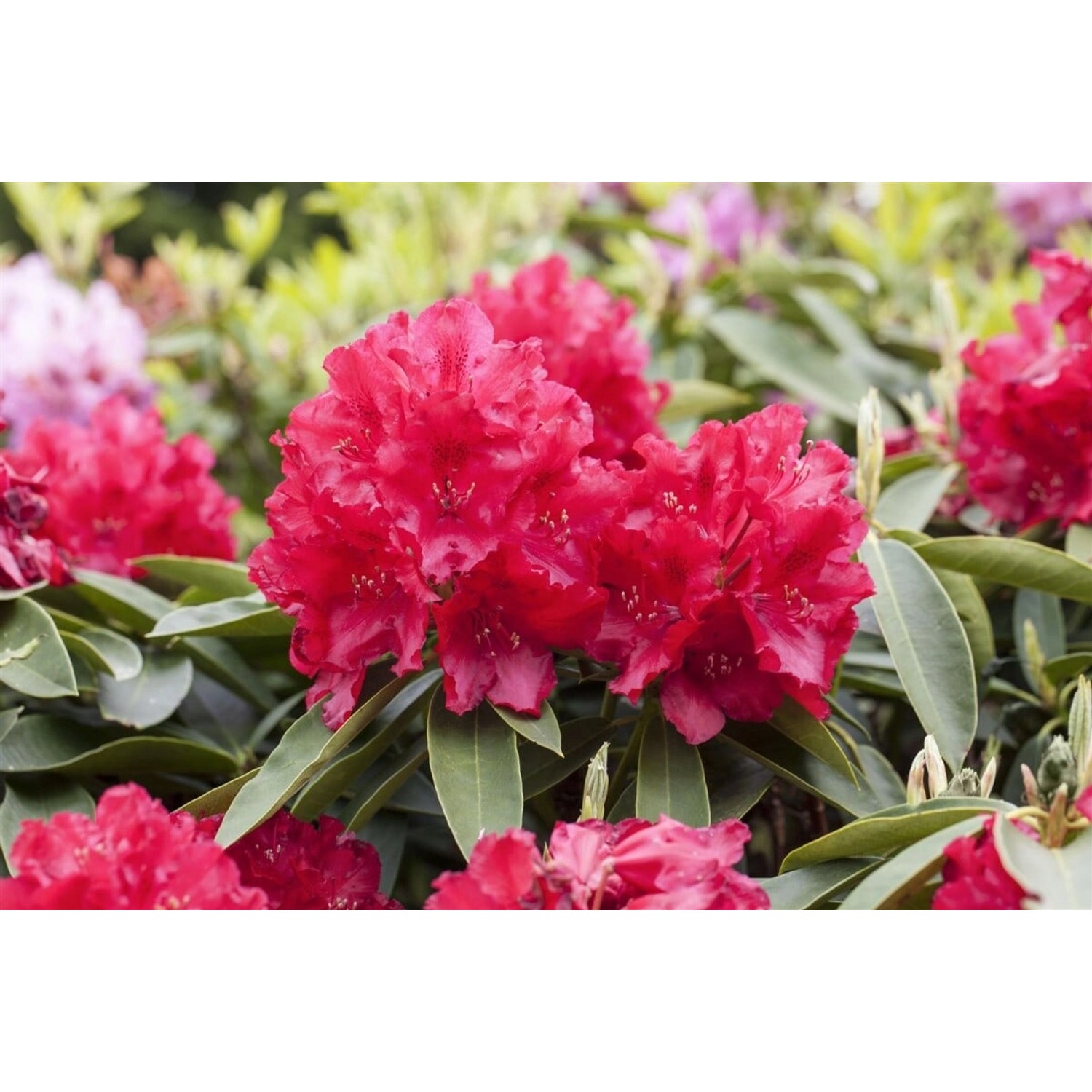 Rhododendron Hybr. Lagerfeuer Leuchtend Rot 30–40 cm günstig online kaufen