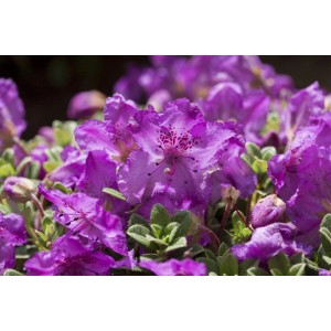 Nahaufnahme: Zwerg-Rhododendron Keleticum mit violetten Blüten. Kompakter Strauch für Garten & Kübel.