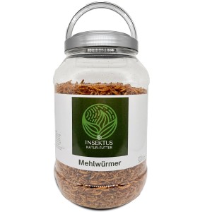 Insektus Mehlwürmer im 5L Eimer, proteinreiches Teichfutter für Fische und Vögel.
