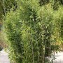 Gartenbambus 'Obelisk', 125-150cm, Fargesia nitida, grüne Halme und Blätter.