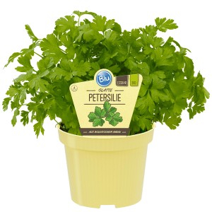 Blu Bio-Petersilie Glatt im Topf, ca. 12 cm Ø. Aromatische, glatte Petersilie im gelben Topf.