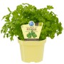 Blu Bio-Petersilie Glatt im Topf, ca. 12 cm Ø. Aromatische, glatte Petersilie im gelben Topf.