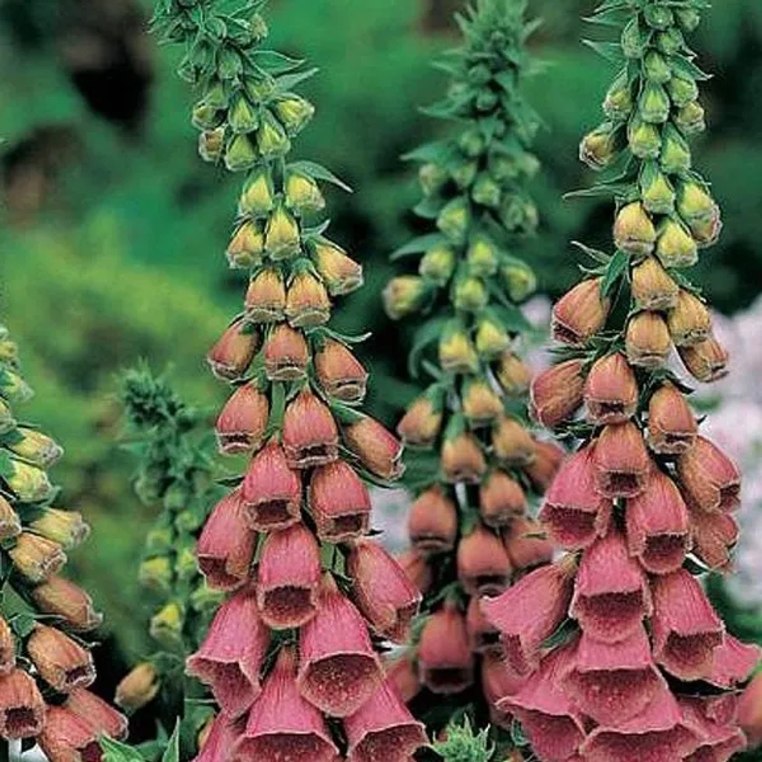 6 x Fingerhut 'Mertonensis' Digitalis Topf 9cm Schnittblume
