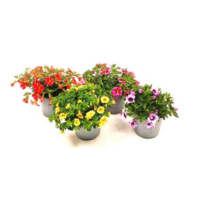 Zauberglöckchen in verschiedenen Farben im Topf, torffreie Calibrachoa Blühpflanze.