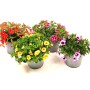Zauberglöckchen in verschiedenen Farben im Topf, torffreie Calibrachoa Blühpflanze.