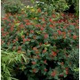 Johanniskraut 'Magical Red' Staude mit roten Beeren und grünen Blättern.
