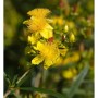 Gelb blühendes, großblumiges Johanniskraut (Hypericum) im Garten.