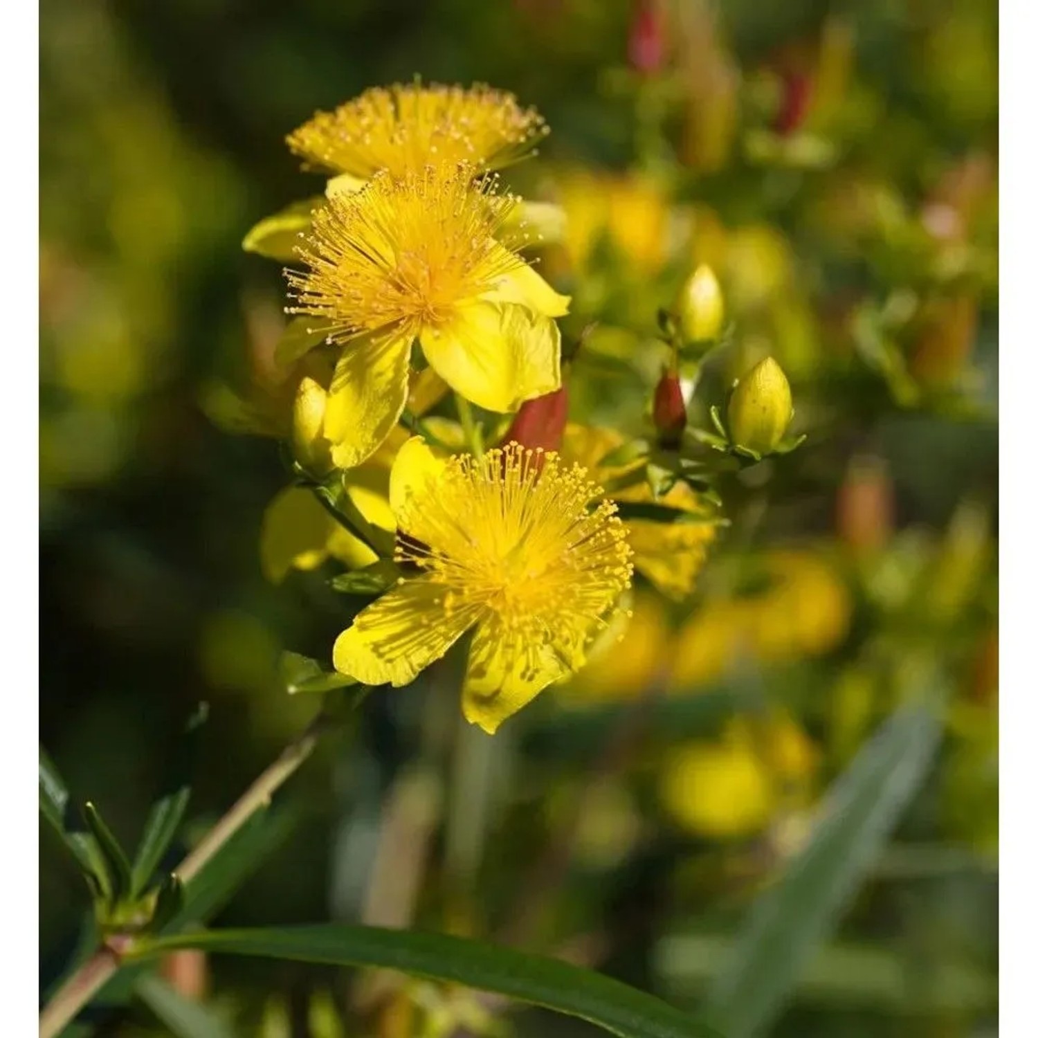 Gelb blühendes, großblumiges Johanniskraut (Hypericum) im Garten.